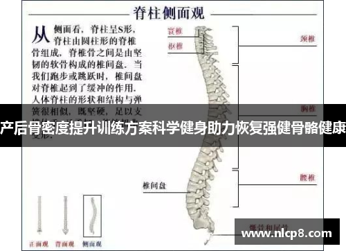 产后骨密度提升训练方案科学健身助力恢复强健骨骼健康